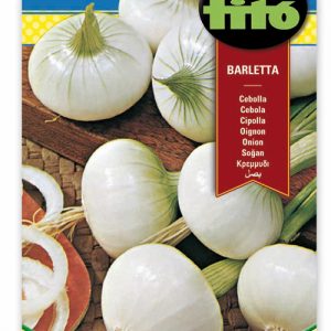 Cebolla Barletta