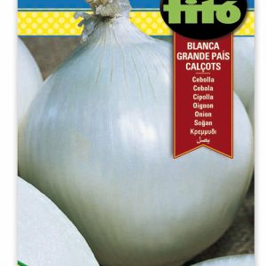 Cebolla Blanca Lisboa