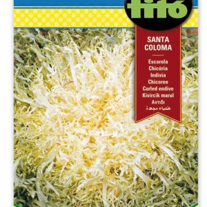 Chicoria Escarola Santa Coloma