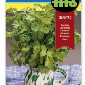 Cilantro