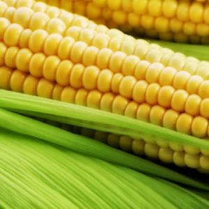 Maíz Choclero Diente De Caballo Selección Especial