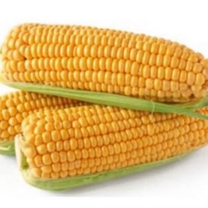 Maíz Choclero Cabello Rubio Selección Especial