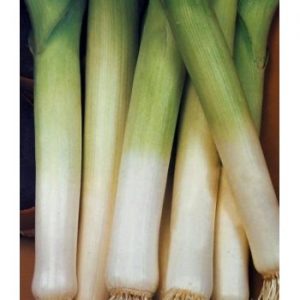 Puerro Largo Grueso De Caretán